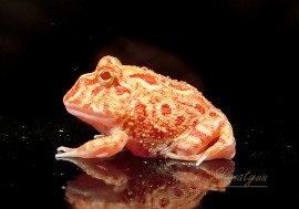 ����ʪ������󥦥���ĥΥ����롡���ץꥳ�åȡ�No.01