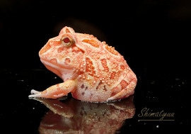 ����ʪ������󥦥���ĥΥ����롡���ץꥳ�åȡ�No.02