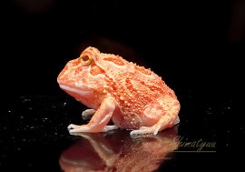 ����ʪ������󥦥���ĥΥ����롡���ץꥳ�åȡ�No.03