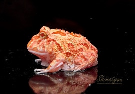 ����ʪ������󥦥���ĥΥ����롡���ץꥳ�åȡ�No.04