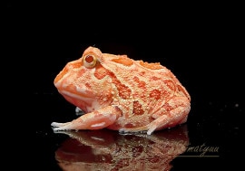 ����ʪ������󥦥���ĥΥ����롡���ץꥳ�åȡ�No.05