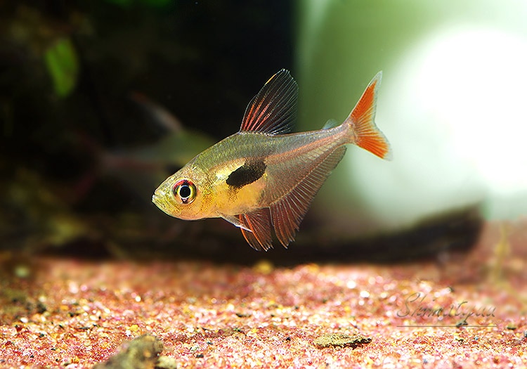 激安特価 熱帯魚 ハイフェソブリコン エピカリス Wild 3匹 限定特売品 Aqua F東京店通販ショップ