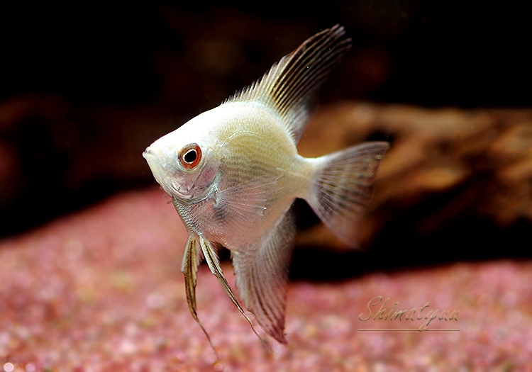 熱帯魚】 ブルガリアンシールポイントエンゼル 3匹 | 熱帯魚 
