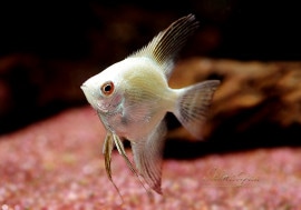 Ǯӵ֥ۡ륬ꥢ󥷡ݥȥ󥼥롡1ɤ