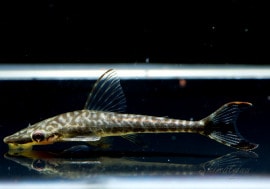 ��Ǯ�ӵ��ۡ��ҥݥץȥݥޡ������������� �ȥڥ롼�ɡ�3ɤ