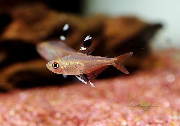 熱帯魚】 ハイフェソブリコン コペランディ “リオ ジュファリス” WILD