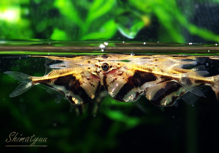 熱帯魚 マーブルハチェット マナウス 1匹 熱帯魚 カラシンwild Aqua F東京店通販ショップ 熱帯魚 マーブルハチェット マナウス 1匹 熱帯魚 カラシンwild Aqua F東京店通販ショップ