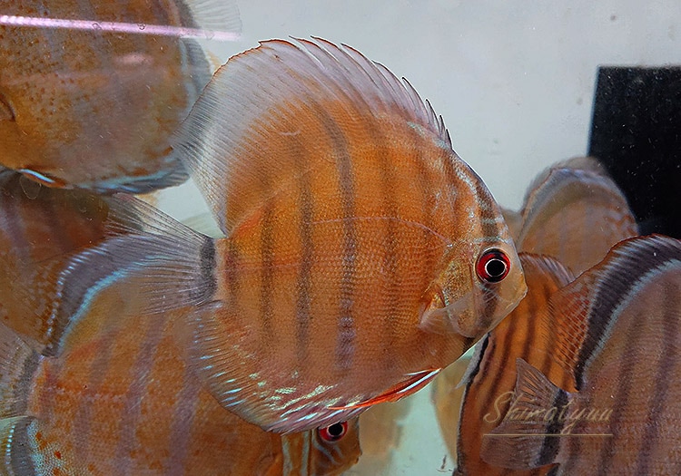 熱帯魚】 マディラ レッドディスカス WILD 赤目 “Rio Madeira” 1匹 
