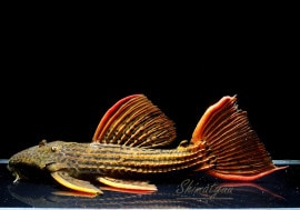 ϥ쥯!!ʪȥ饹åȥȥࡡȥեåɡNo.01