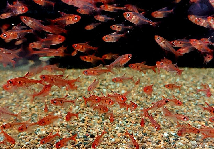 熱帯魚】 レッドファントム・テトラ ルブラ WILD 1匹 | 熱帯魚