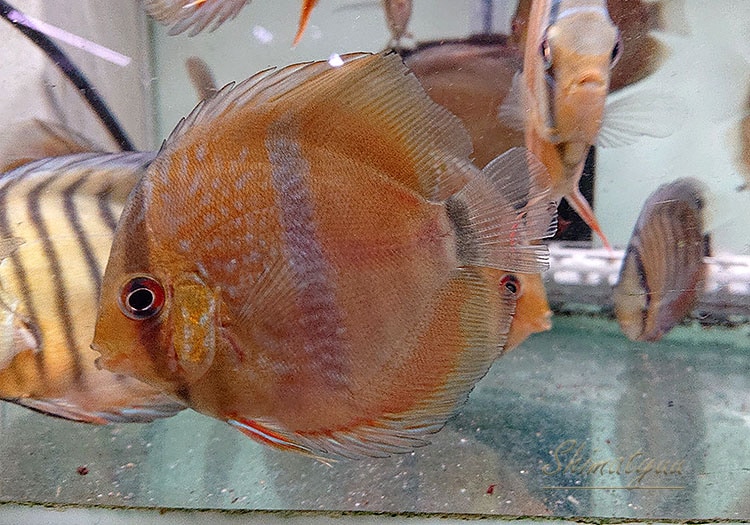 大幅値下げヘッケルウニニディスカス(熱帯魚水槽) ディスカスの飼育方法と難易度 | ディスカス専門店が教えます
