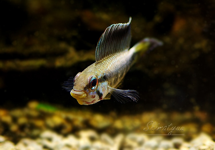 2枚セット【シビラ】アマポラス　キルトケット　シングル　レッド　ブルー CPG52321 | 25×180 | ロブスター・グレーオンブレチェック