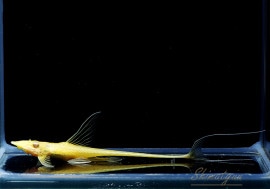 ��Ǯ�ӵ��ۡ���åɥ���������ǥ�������ե������顡3ɤ