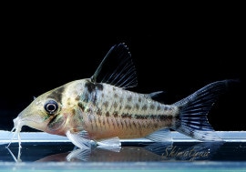 Cݥåȥ󥬥ޡWILD1ɤ