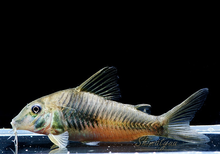 Cｏ Sp パンドゥロ Wild ペルー 3匹 コリドラス ロングノーズ Aqua F東京店通販ショップ