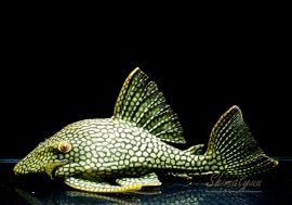 ʪե륹ݥåȥץ쥳No.01