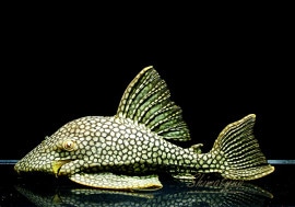 ʪե륹ݥåȥץ쥳No.03