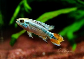 【美品！】Die Buntbarsche Amerikas 2 アピストグラマ アピストグラマ ヴィエジタ タイプⅡ【熱帯魚図鑑レヨンベール