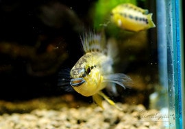 ����sp. �����ӥ����졡�ףɣ̣ġ���Rio Guaviare�ɡ���侮���ᡡ���У�