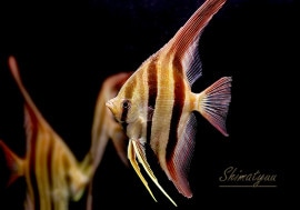 ǮӵۡP.cf. 륿२󥼥롡ȥꥪʡɡ(LL)1ɤ