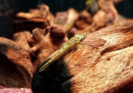 ��Ǯ�ӵ��ۡ��ʥ�Υ��������ץ������������顡�񻺥֥꡼�ɡ�3ɤ