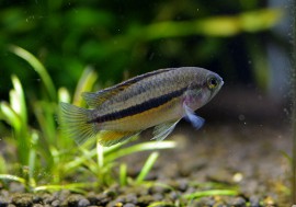 ʥʥ顡ɥꥹԥʥȥꥪ르ɡWILD3ɤ