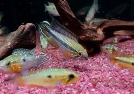 Ap���������������ףɣ̣ġ��ȥ��Υ�ɡ��礭�ܡ����У�