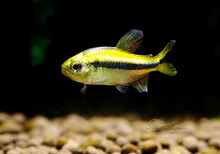 熱帯魚】 プラチナレモンラピステトラ “マットグロッソ・コモドロ