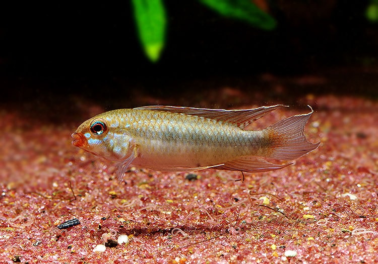 Ap.sp.ブルトケール “WILD” 1Pr 隈有 | アピストグラマ ,アピスト