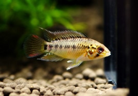 .cf.ۥͥȥӥɡZ4񻺥֥꡼ɡ1Pr