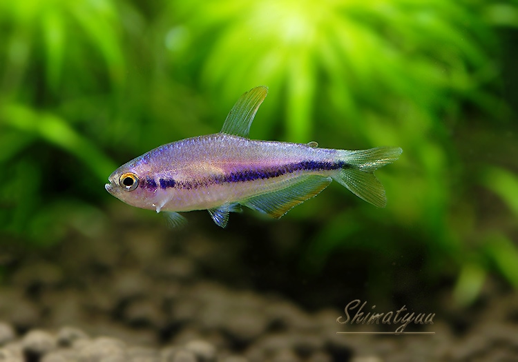 熱帯魚】 インペリアルケリー WILD 1匹 | 熱帯魚,カラシンWild | AQUA