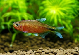 Ǯӵۡϥե֥ꥳsp.եʥꥹ֤ΡɡWILD1ɤ