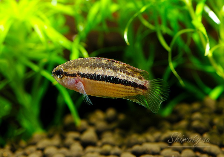 ナンナカラ タエニア WILD 3匹 | アピストグラマ ,ドワーフシクリッド  