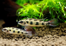 ǥޥ顼ףɣ̣ġ(ML)ȥѥ祹ɡ3ɤ