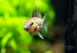 ����ʪ������.cf.�ڥ륽�ʡ�����WILD��1�У�