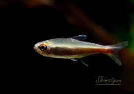 ��Ǯ�ӵ��ۡ���󥯥ۡ����㡡��˥�����WILD��1ɤ