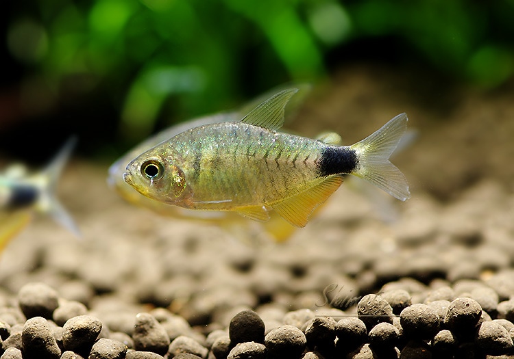 熱帯魚 タイガーキティテトラ タパジョス Wild 1匹 熱帯魚 カラシンｗild Aqua F東京店通販ショップ