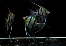 Ǯӵۡåɥݥåȥ쥨󥼥롡ȥڥ롼ɡWILD1ɤ