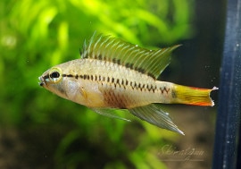 【美品！】Die Buntbarsche Amerikas 2 アピストグラマ アピストグラマ – Takaのアピスト日記