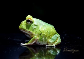 ����ʪ������󥦥���ĥΥ����롡�ѥ�����쥹��No.01