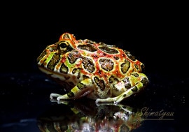 ����ʪ������󥦥���ĥΥ����롡�ϥ���åɡ�No.01