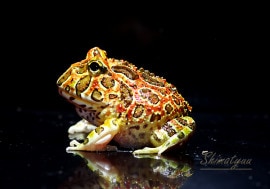 ����ʪ������󥦥���ĥΥ����롡�ϥ���åɡ�No.03