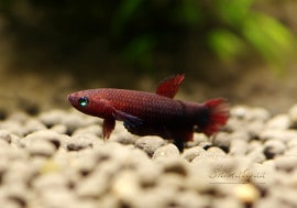 Ǯӵۡ磻 ٥.sp. Green jade1У