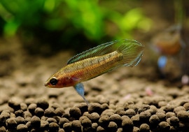 ��Ǯ�ӵ��ۡ��ѥ����ե���̥� �ե�����ȥ��� ��3pr