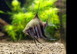 Ǯӵۡ쥨󥼥롡ơ롡ȥʥɡWILD1ɤ