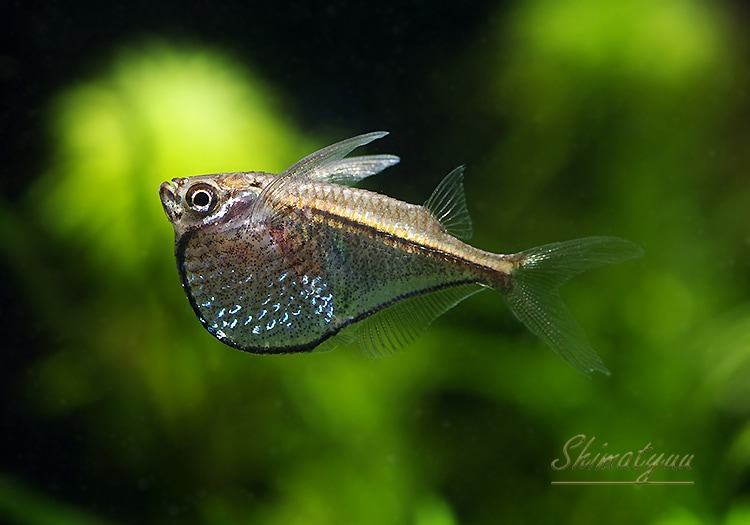 熱帯魚 マーサハチェット マナウス 3匹 熱帯魚 カラシンｗild Aqua F東京店通販ショップ