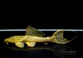 ʪ٥٥åȥȥ  ȥ饰ɡNo.02