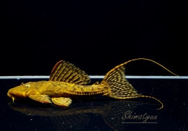 ʪ٥٥åȥȥ  ȥ饰ɡNo.03