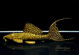 ʪ٥٥åȥȥ  ȥ饰ɡNo.04