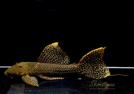 ʪե䡼ɥåȥȥࡡ祵No.06